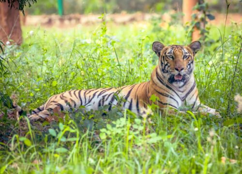 Sawai Madhopur & Ranthambore : A Journey into the Wild