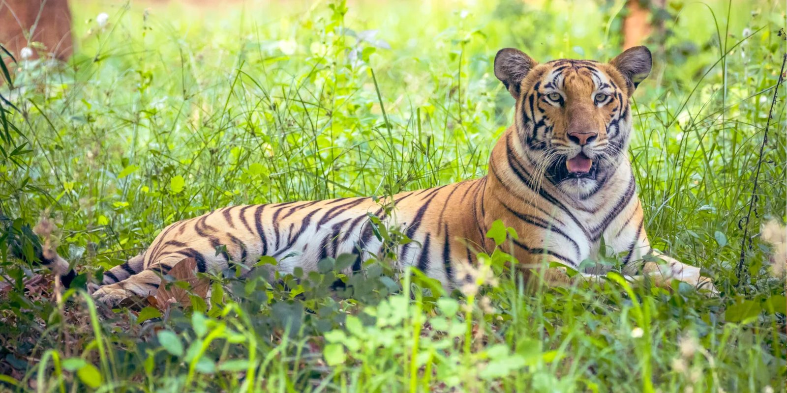 Ranchi-Birsa-Biological-Park-Zoo
