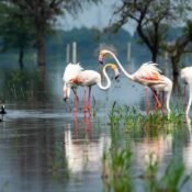 Bharatpur Bird Sanctuary
