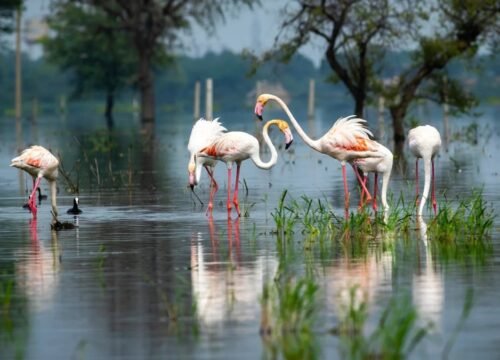 Keoladeo National Park: A Regal Avian Sojourn on the Palace on Wheels