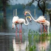 Palace on Wheels Offers: Travel Through Rajasthan in Majestic Style