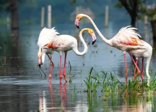 Palace on Wheels Offers: Travel Through Rajasthan in Majestic Style