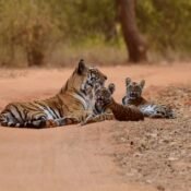 Wildlife Safari in Sawai Madhopur: A Royal Excursion on the Palace on Wheels